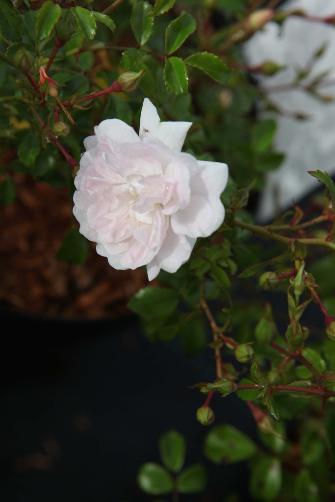 ROSA 'WHITE FAIRY'