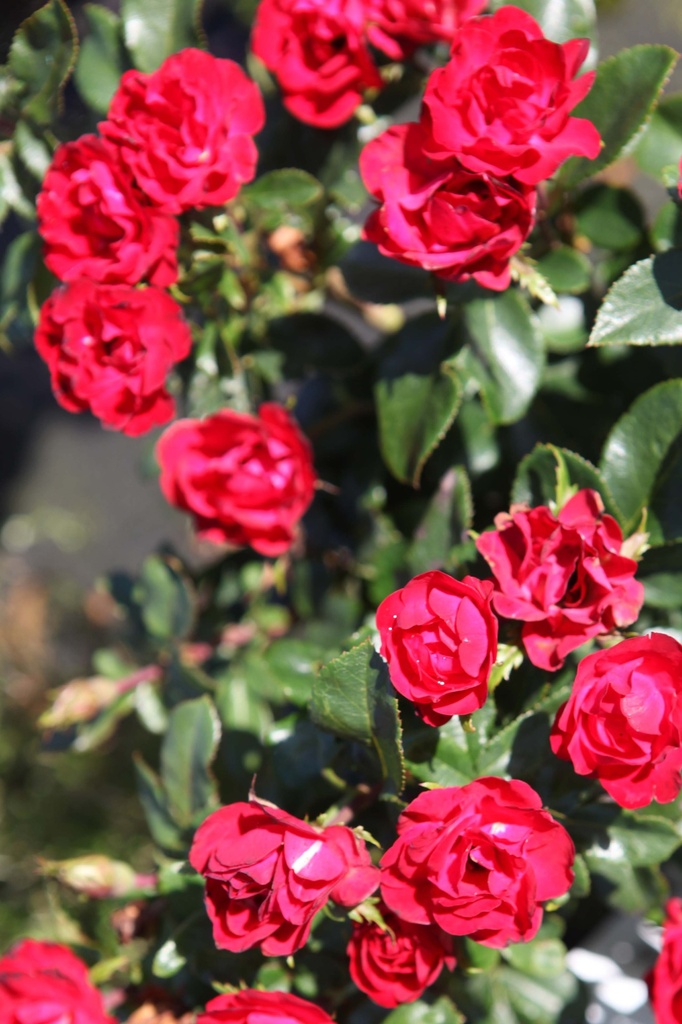 [xx] ROSA ZEPETI (Pot 3 litres, 40-60 cm)