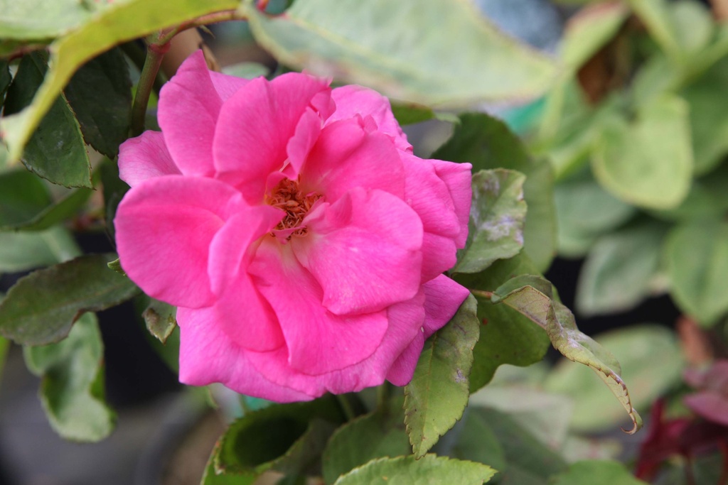 [xx] ROSA 'ZÉPHIRINE DROUHIN' (Pot 3 litres, 80-100 cm)