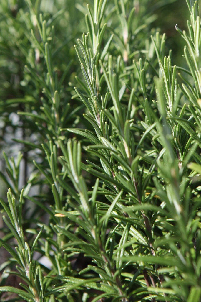 ROSMARINUS OFFICINALIS