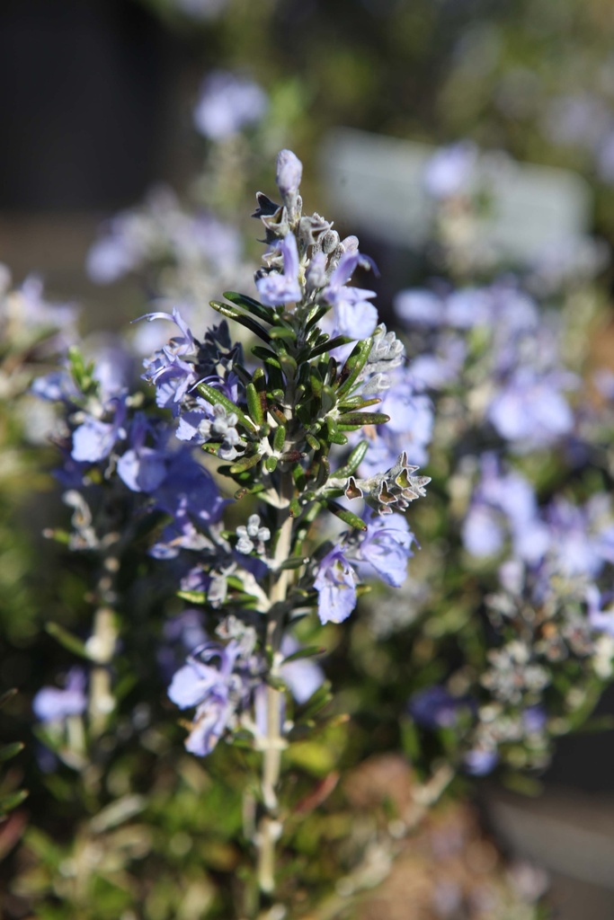 ROSMARINUS OFFICINALIS BLUE CASCADE