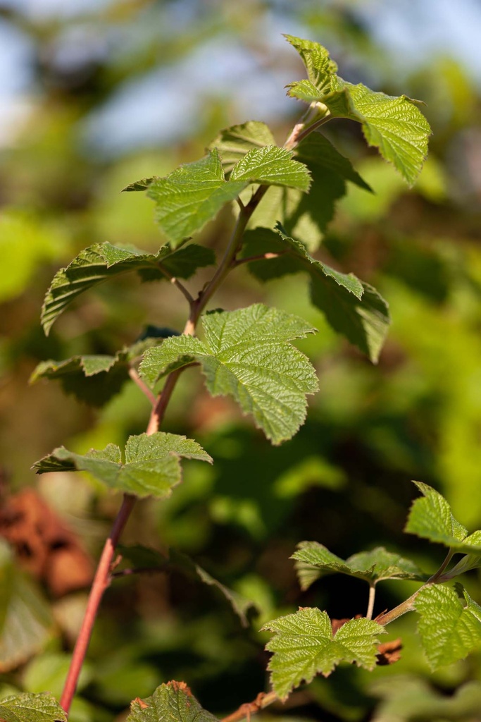RUBUS 'BENENDEN'