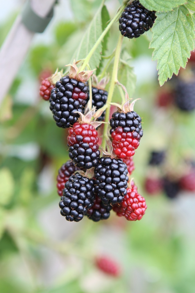 [BRBSA3] RUBUS FRUTICOSUS 'BLACK SATIN' (Pot 3 litres, 80-100 cm)
