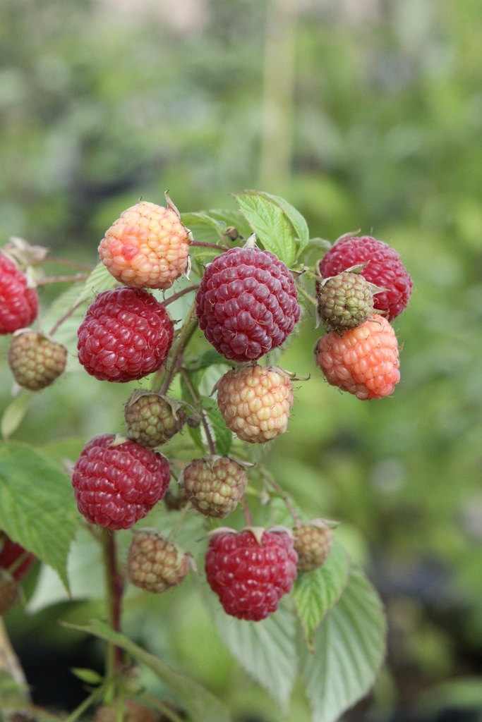 [FRHERC] RUBUS IDAEUS 'HERITAGE'