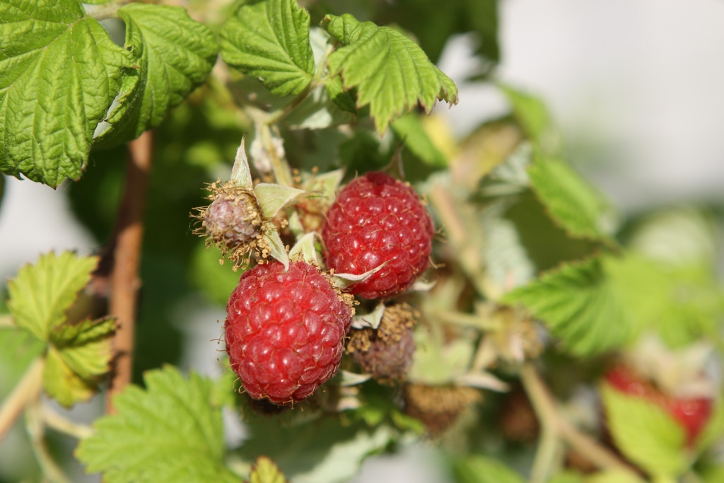 [FRSCC] RUBUS IDAEUS 'SCHÖNEMANN'