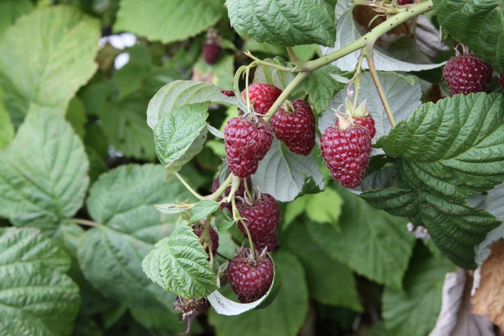 [FRZEC] RUBUS IDAEUS 'ZEVA'