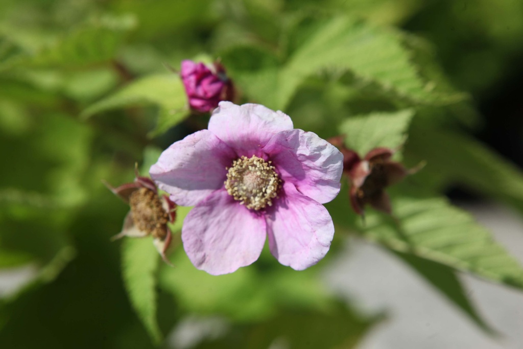 RUBUS ODORATUS