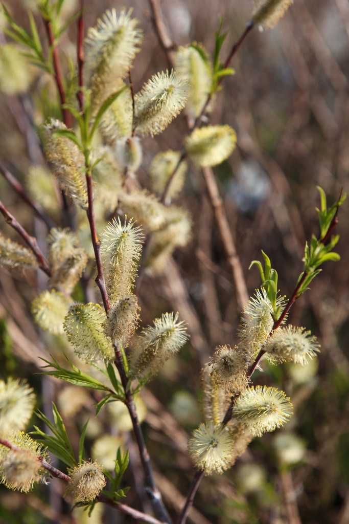 SALIX ACUTIFOLIA 'BLUE STREAK'