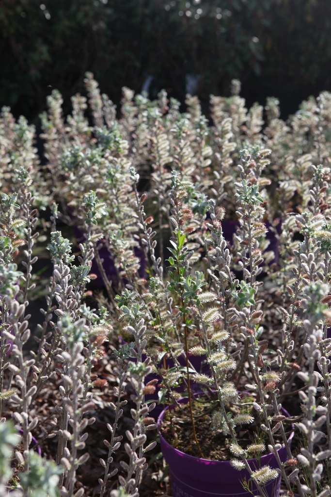 SALIX CANDIDA FIRST EDITIONS® ICEBERG ALLEY®