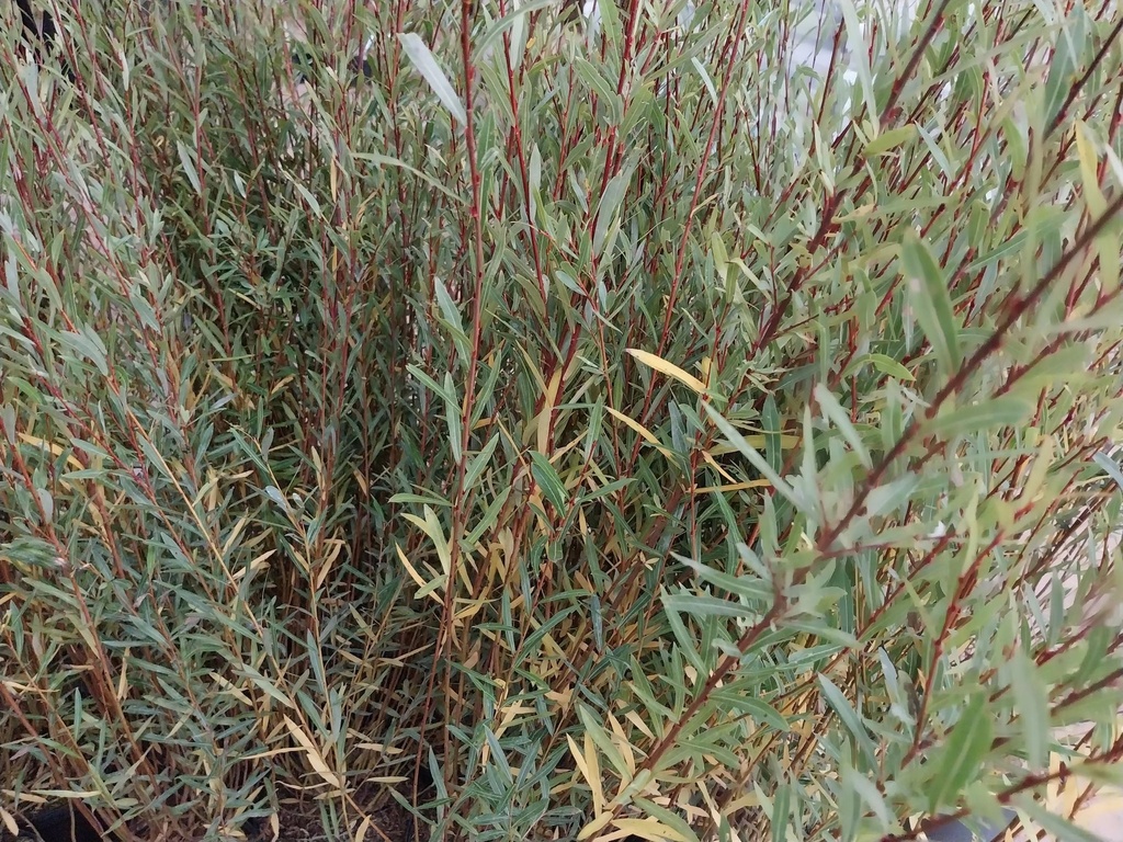 SALIX PURPUREA 'NANA'