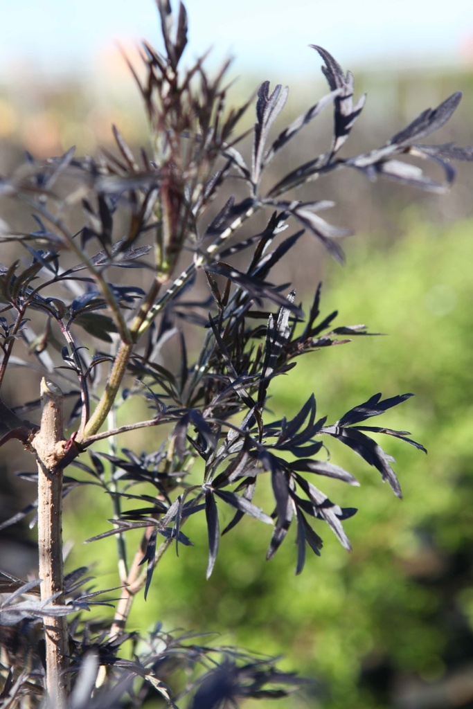 [SNBLA100C] SAMBUCUS NIGRA BLACK LACE (Pot, 100-125 cm)