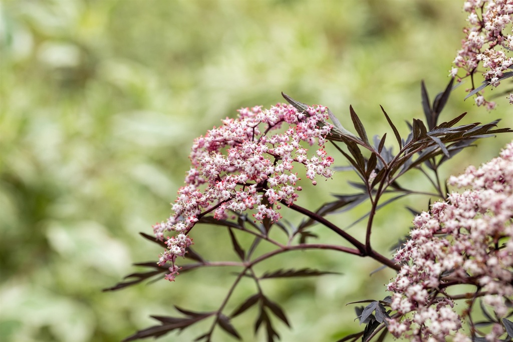 [xx] SAMBUCUS NIGRA BLACK LACE (Pot, 100-125 cm)