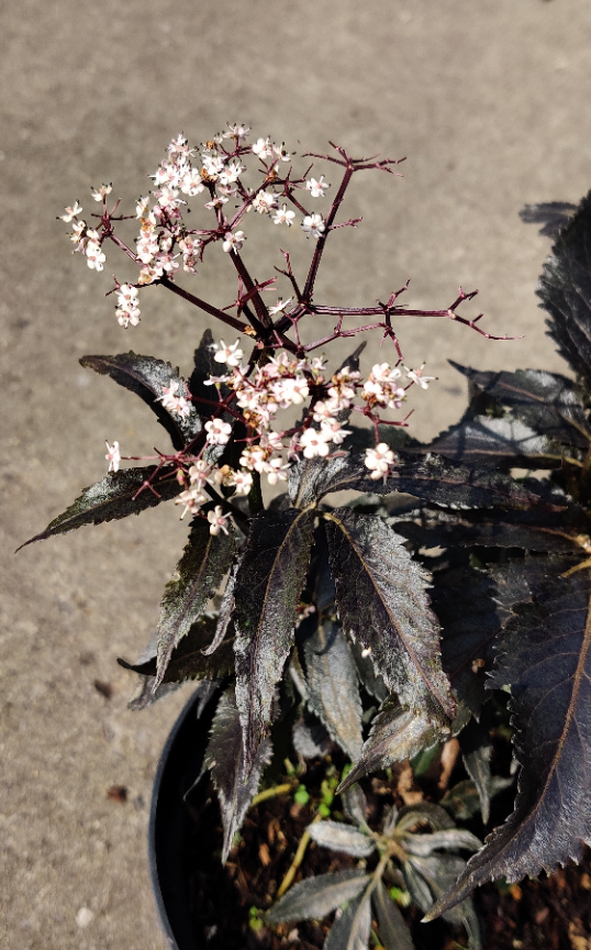 SAMBUCUS NIGRA BLACK TOWER
