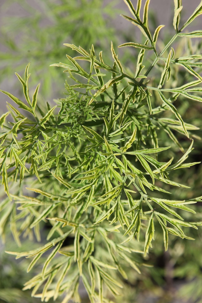 SAMBUCUS NIGRA GOLDEN TOWER