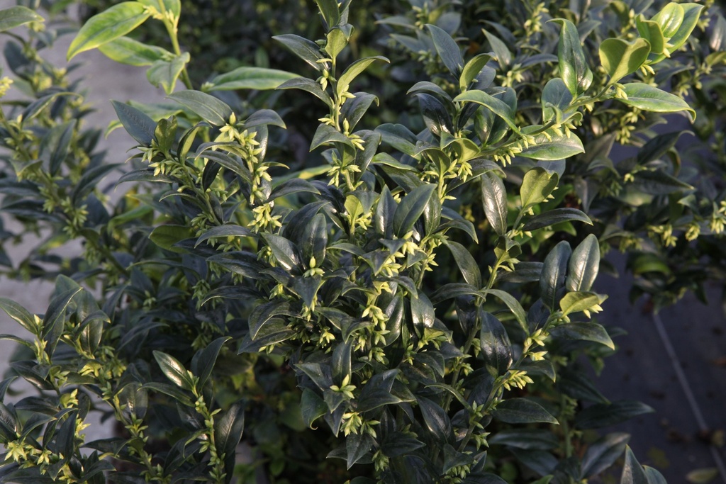 SARCOCOCCA CONFUSA