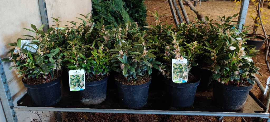 SARCOCOCCA HOOKERIANA HUMILIS