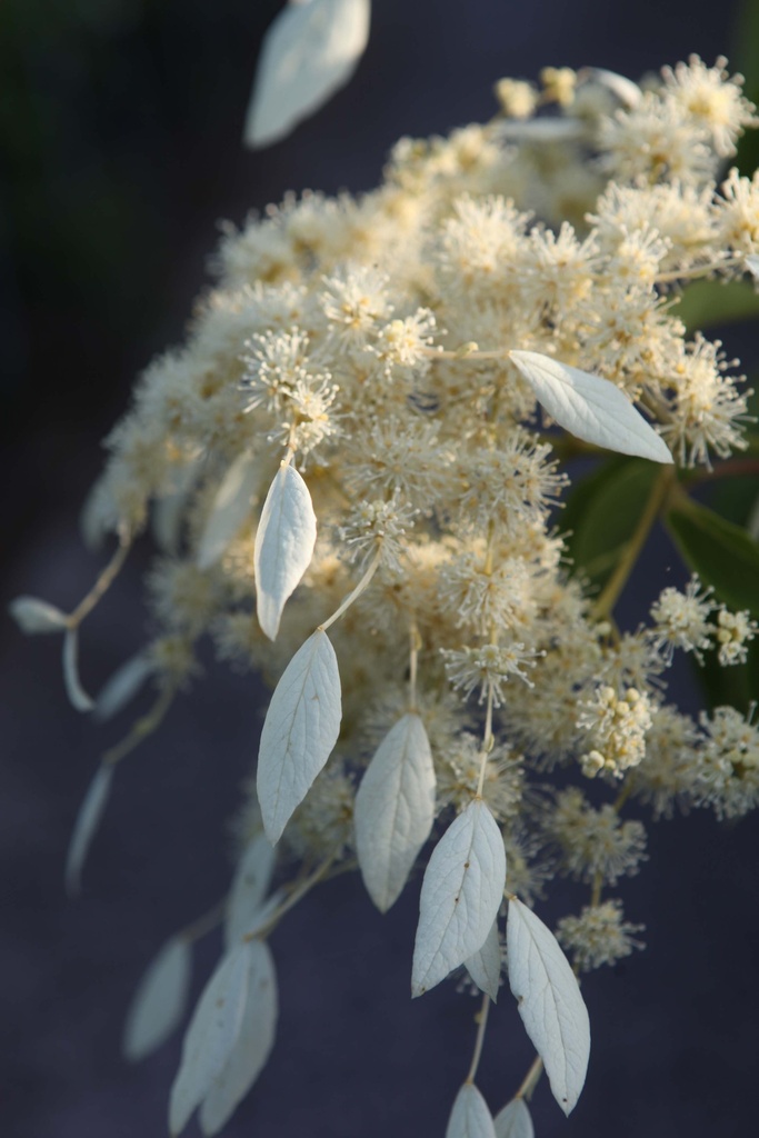 SCHIZOPHRAGMA HYDRANGEOIDES 'WINDMILLS'