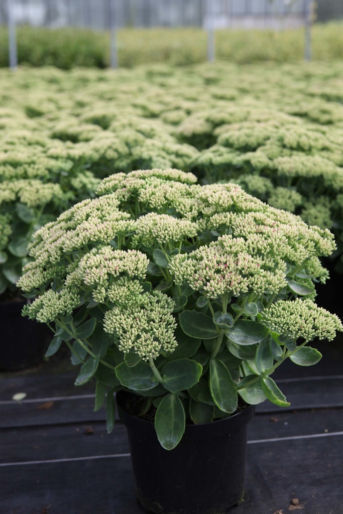 SEDUM 'HERBSTFREUDE'