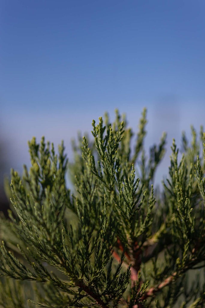 [SGI125] SEQUOIADENDRON GIGANTEUM (Pot, 125-150 cm)