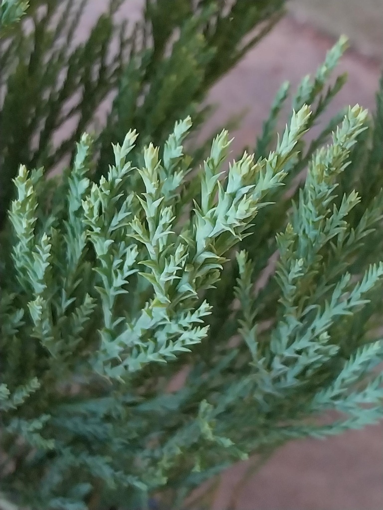 SEQUOIADENDRON GIGANTEUM