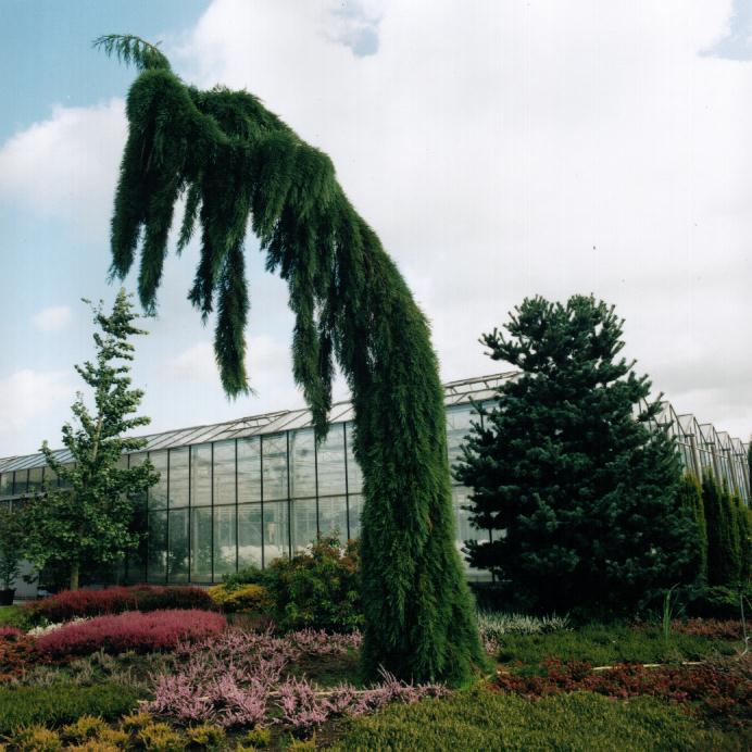 SEQUOIADENDRON GIGANTEUM 'PENDULUM'