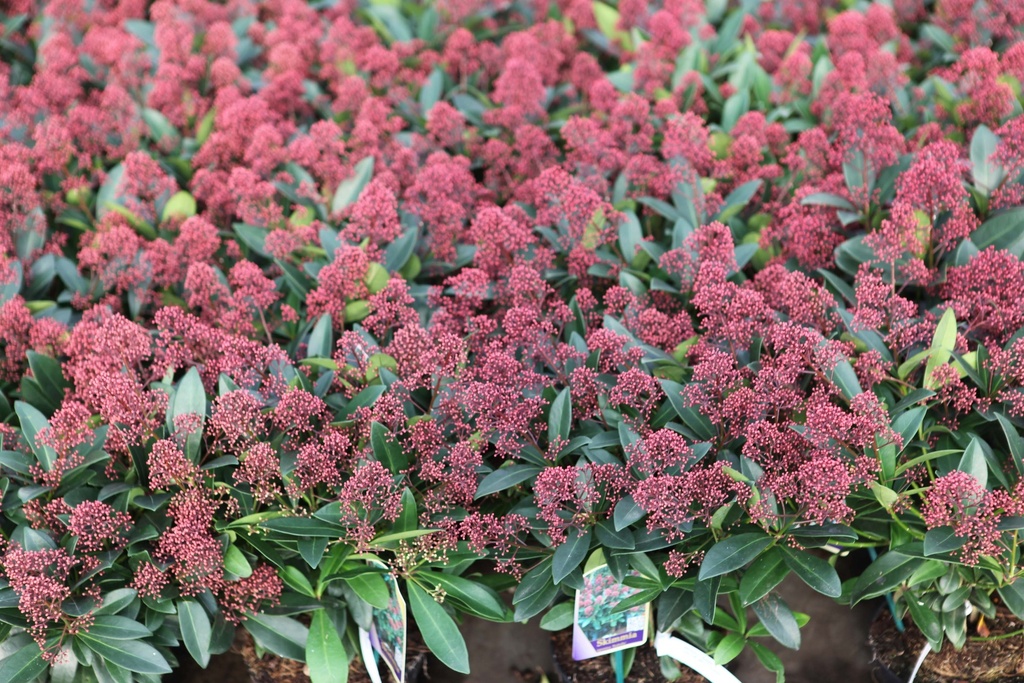 SKIMMIA JAPONICA 'RUBELLA'