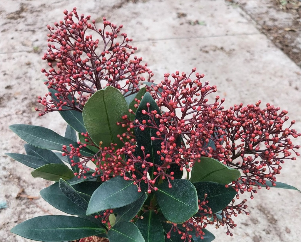 [SJRU30] SKIMMIA JAPONICA 'RUBELLA' (Pot 3 litres, 30-40 cm)