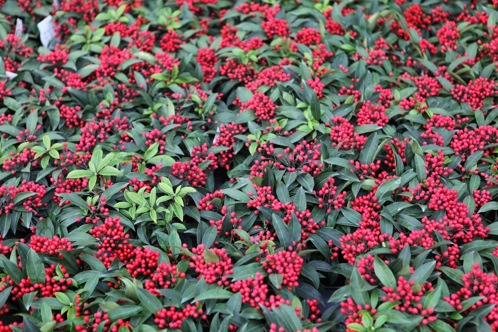 SKIMMIA REEVESIANA