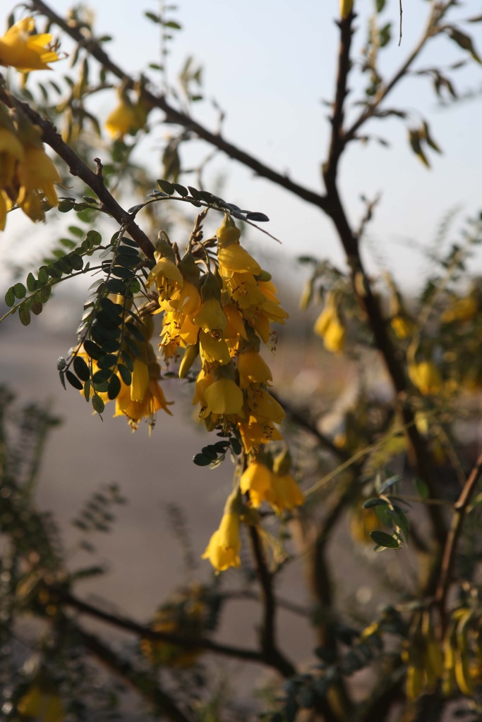 SOPHORA MICROPHYLLA 'SUN KING'