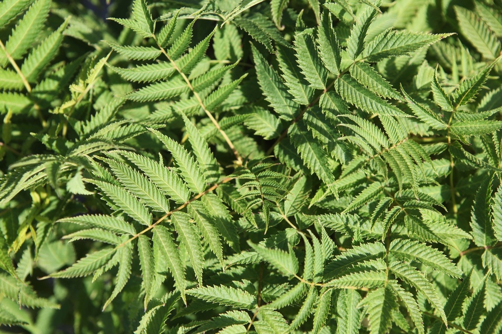 SORBARIA SORBIFOLIA FIRST EDITIONS® MATCHA BALL