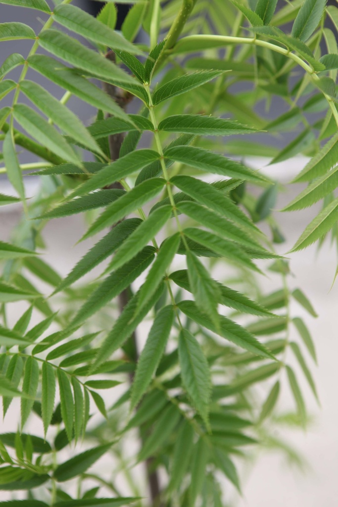 SORBUS 'DODONG'