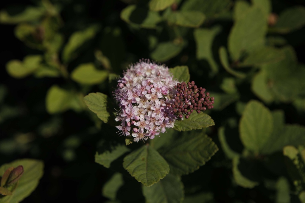 SPIRAEA BETULIFOLIA PINK SPARKLER