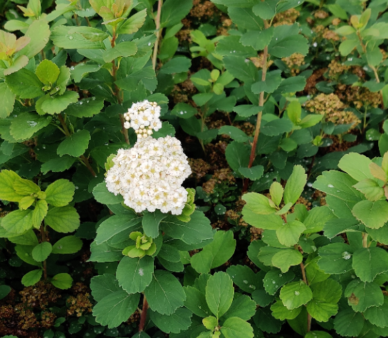 SPIRAEA BETULIFOLIA 'TOR'