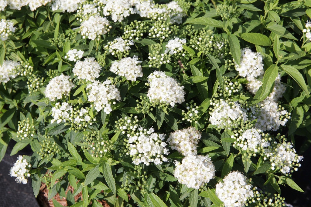 SPIRAEA JAPONICA 'ALBIFLORA'