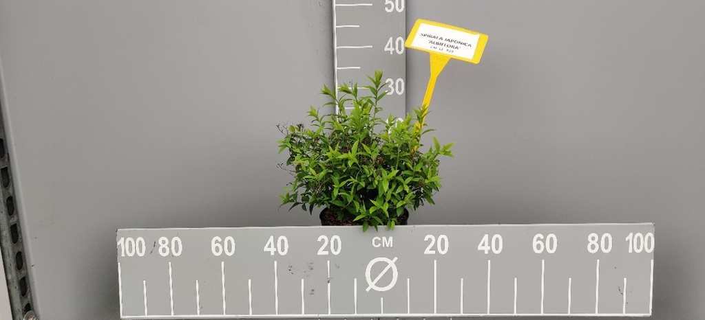 SPIRAEA JAPONICA 'ALBIFLORA'