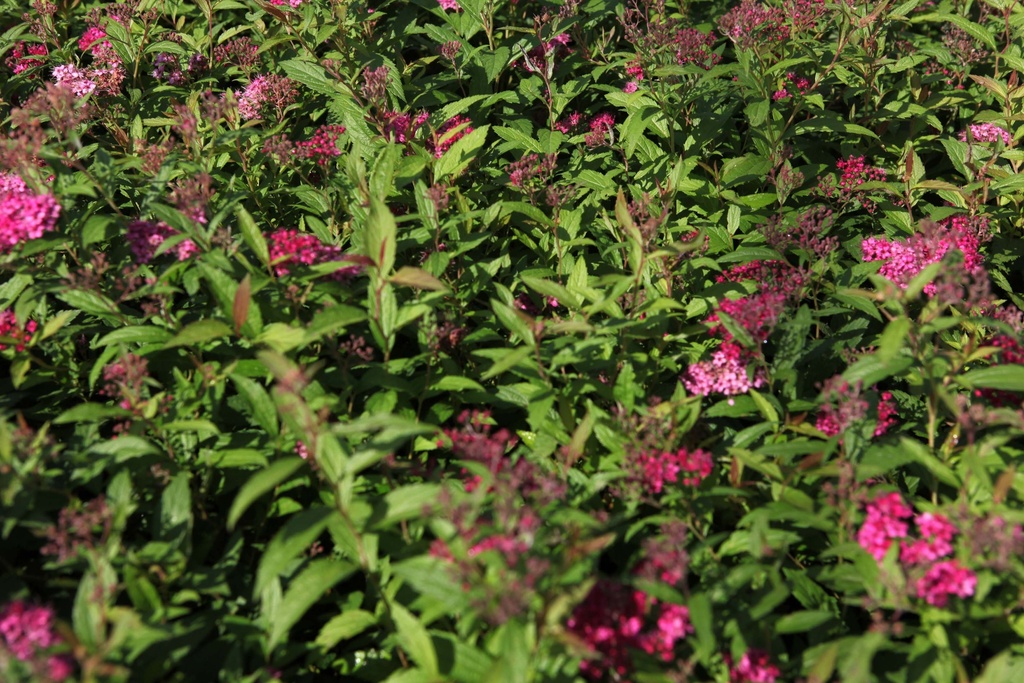 SPIRAEA JAPONICA 'ANTHONY WATERER'