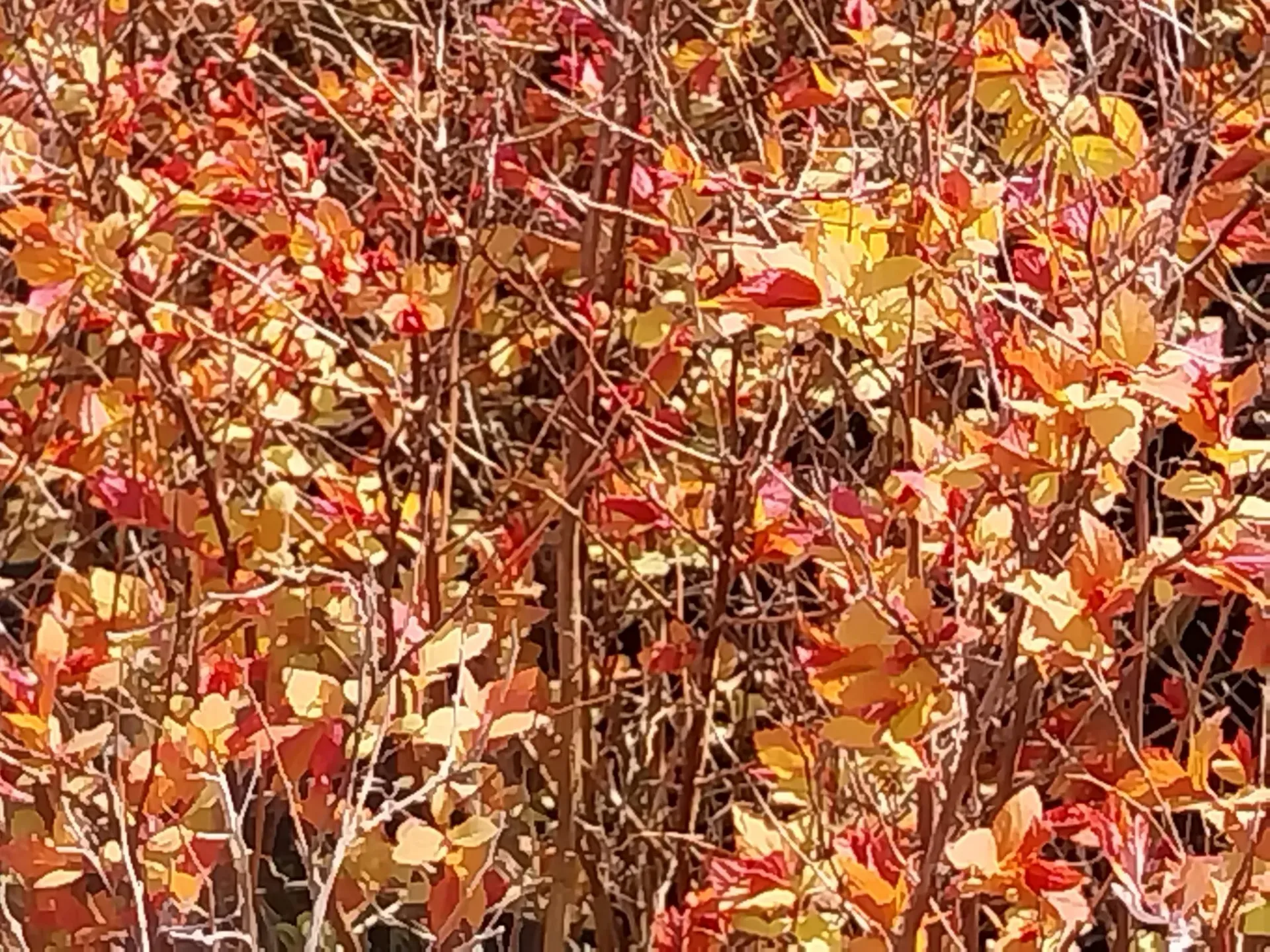 [SJFI30] SPIRAEA JAPONICA 'FIRELIGHT' (Pot 3 litres, 30-40 cm)