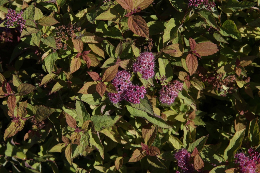 SPIRAEA JAPONICA 'FIRELIGHT'