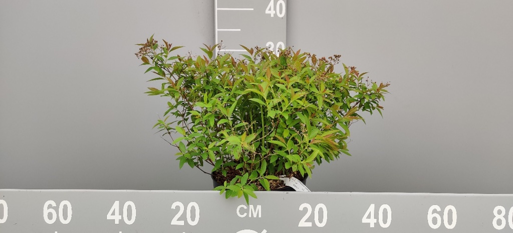 [SJGE30C] SPIRAEA JAPONICA 'GENPEI (SHIROBANA)' (Pot 3 litres, 30-40 cm)