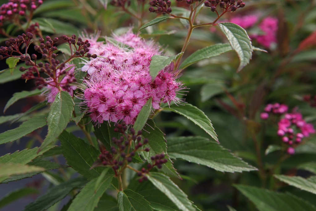 SPIRAEA JAPONICA 'GENPEI (SHIROBANA)'