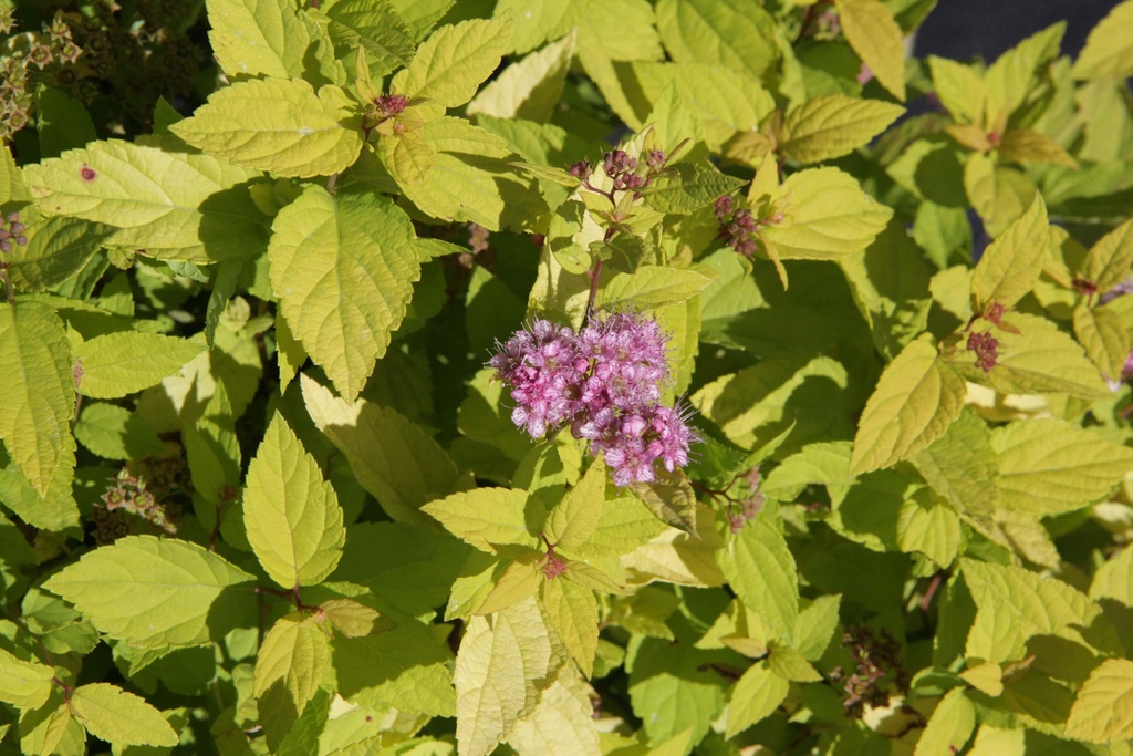SPIRAEA JAPONICA 'GOLDMOUND'