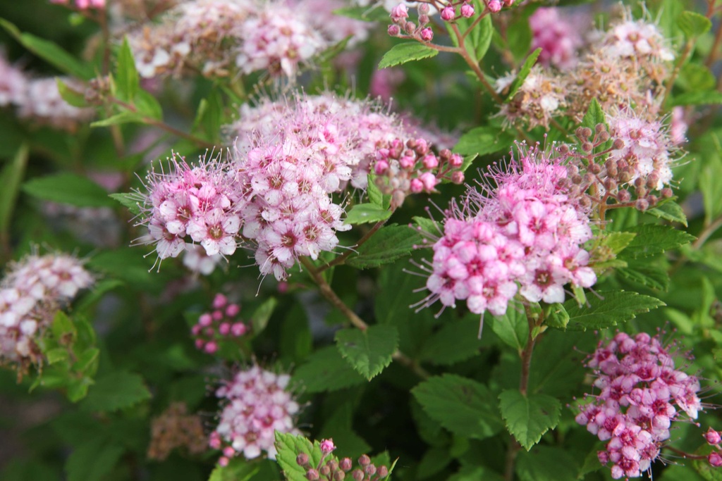 SPIRAEA JAPONICA 'LITTLE PRINCESS'