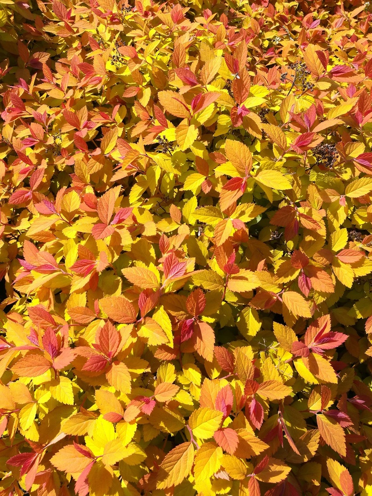 SPIRAEA JAPONICA PROVEN WINNERS® DOUBLE PLAY® BIG BANG