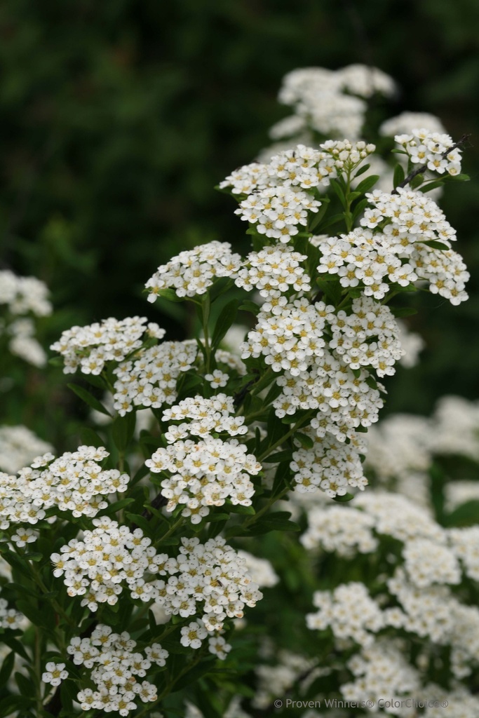 [xx] SPIRAEA NIPPONICA PROVEN WINNERS® WEDDING CAKE (Pot 3 litres, 40-50 cm)
