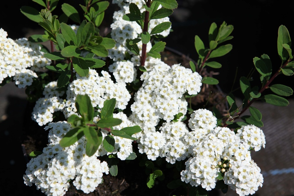 SPIRAEA NIPPONICA 'SNOWMOUND'