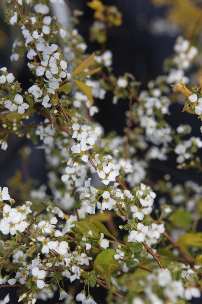 SPIRAEA PRUNIFOLIA GOLDFIRE