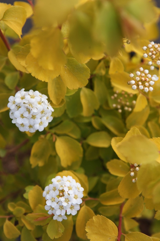 [xx] SPIRAEA VANHOUTTEI 'GOLD FOUNTAIN' (Pot 3 litres, 40-50 cm)