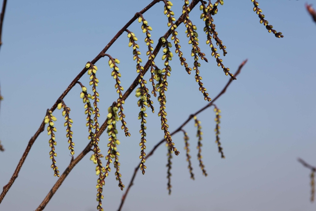 STACHYURUS CHINENSIS 'CELINA'