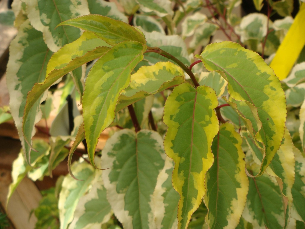 STACHYURUS CHINENSIS 'JOY FOREVER'