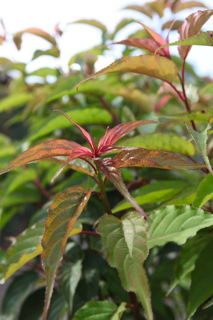 [SPR125C] STACHYURUS PRAECOX (Pot, 125-150 cm)